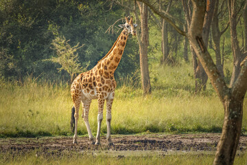 A Rothschild's giraffe ( Giraffa camelopardalis rothschildi) standing at a waterhole, Lake Mburo National Park, Uganda.	
