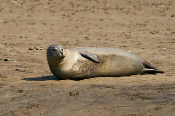 Common seal (Phoca vitulina)