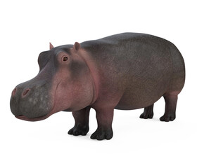 Hippopotamus Isolated
