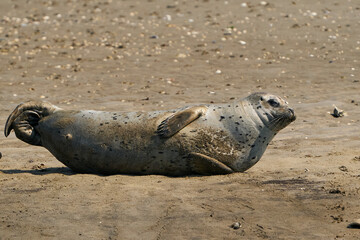 Common seal (Phoca vitulina)