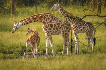 A mother Rothschild's giraffe with her baby ( Giraffa camelopardalis rothschildi) standing at a waterhole, Lake Mburo National Park, Uganda.	
 - obrazy, fototapety, plakaty