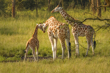 Naklejka na ściany i meble A mother Rothschild's giraffe with her baby ( Giraffa camelopardalis rothschildi) standing at a waterhole, Lake Mburo National Park, Uganda. 