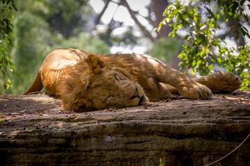 Lion Sleeping on a flatbed rock between the trees