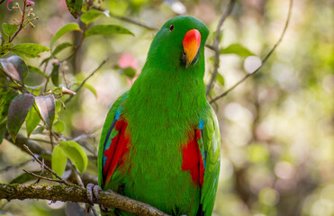 Portrait of a Green Parrot hanging in a tree