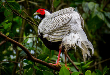 White Feather Pheasant with red head hanging on a tree 