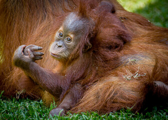 Young Orang utan child  hanging on the back of its mother