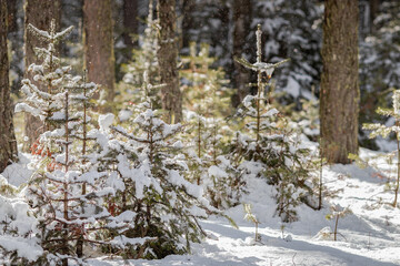 Young Christmas trees under fresh snow in the forest