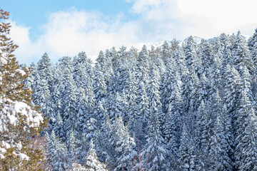 The mountain slope is covered with snow-covered trees