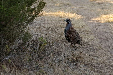 Madagascan partridge (Margaroperdix madagarensis) - Andringitra Mountains, Madagascar