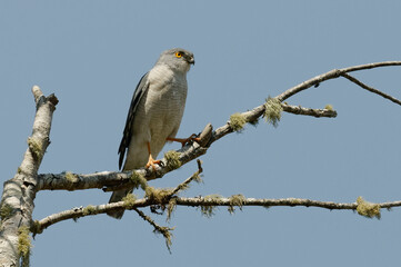 Frances's Sparrowhawk (Accipiter francesiae) - Madagascar