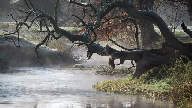 Early morning mist hanging over the flowing river Arrow framed by a large fallen dead tree, Studley, Warwickshire, UK.