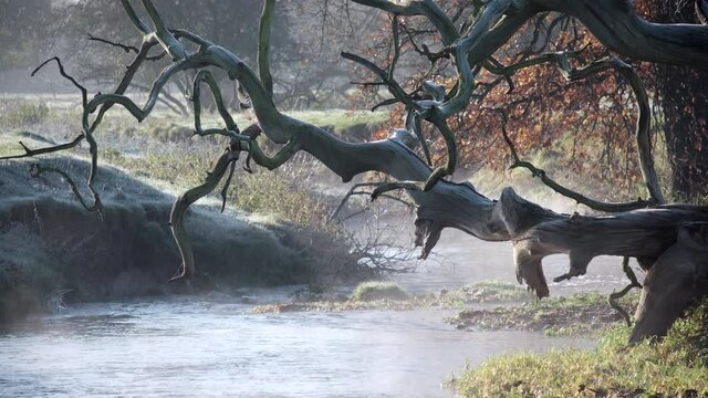 Early morning mist hanging over the flowing river Arrow framed by a large fallen dead tree, Studley, Warwickshire, UK.