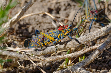 Psychedelic Grasshopper (Phymateus saxosus) - Madagascar