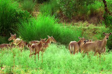 The blue bull rest with the group in the forest