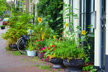 Flowers and plants on Amsterdam street in summer season. The Netherlands.