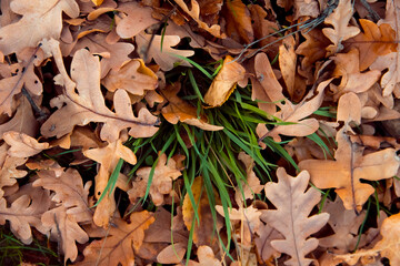 Autumn mood. Fallen oak leaves on ground and green grass. Season change concept.