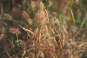 Dry herbs on blurred green background. Autumn and ecosystem concept.