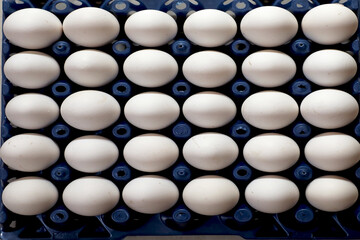 There are chickens eggs on the tray