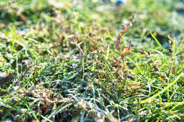 Frozen green grass on autumn time. Early frosts concept.