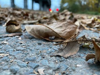 leaf on the beach