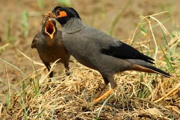 Myna birds is feeds her baby