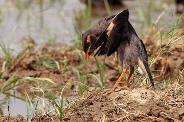 Myna birds cleaning her wings by taking a bath