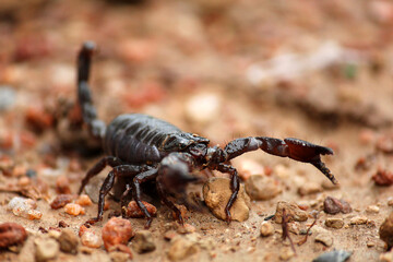 Indian Black Scorpion