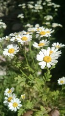 Obraz premium daisies in a field