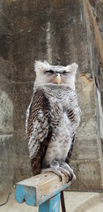 Close up Portrait of sleepy exotic owl