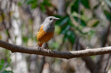 Forest Rock-thrush (Monticola sharpei) - Isalo Mountains, Madagascar