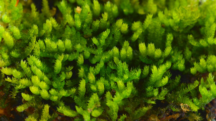 fresh green Moss on background