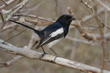 Madagascar Magpie Robin (Copsychus  albospecularis) - Madagascar