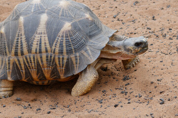 Radiated tortoise (Astrochelys radiata) - Madagascar