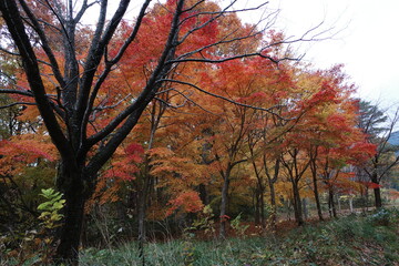 Naklejka premium 日本の秋の美しいキャンプ場