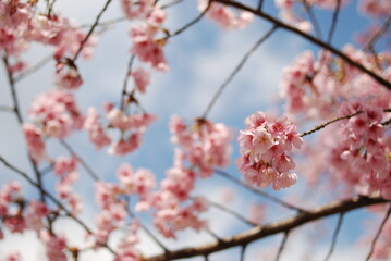 密蔵院　安行桜
