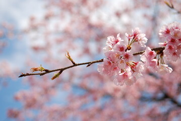 密蔵院　安行桜