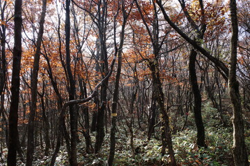 日本の岡山県新見市の美しい秋の山の風景