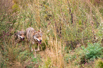 deux Loups