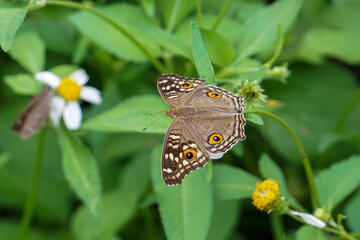 butterfly on a flower