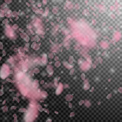 Sakura petals falling down. Romantic pink flowers 