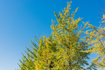 銀杏の木と雲ひとつない青空