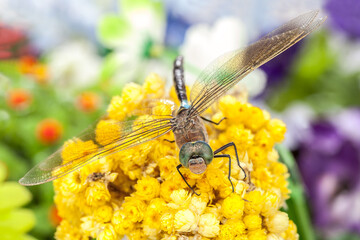 Dragonfly sitting on yellow flower