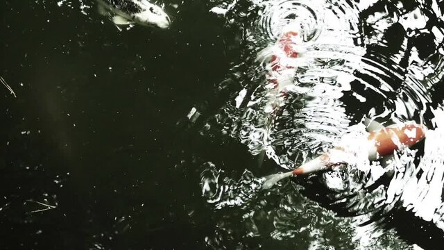 日本庭園の池を泳ぐ錦鯉