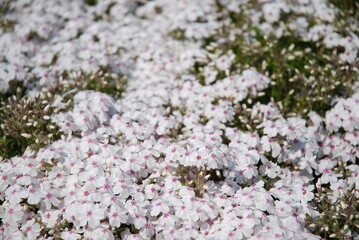 秩父羊山公園の芝桜