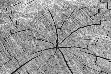Wood texture of cutted tree trunk, close-up. Top view.