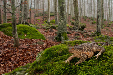 Common toad (Bufo bufo) in its habitat at Monte Amiata, Tuscany, Italy.