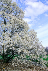 Fototapeta premium 456-59 Magnolia Tree in Spring Blossom