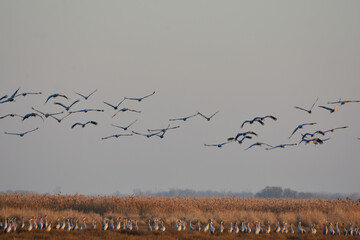 cranes taking of in panonian landscape of lake neusiedl