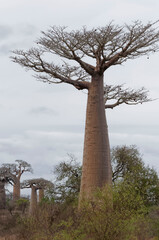 Fototapeta na wymiar Baobab Trees in Madagascar