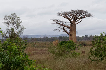 Baobab Trees in  Madagascar